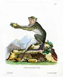 Green Monkey (barevné rytí)