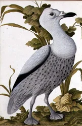 Grey Goose, cca 1740 (akvarel na papíře)