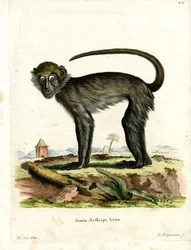 Grivet (barevné rytí)