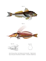 Gurnard Perlon (barevné lito)