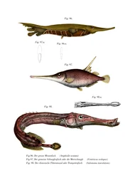 Drážkovaná rybka (barva litho)