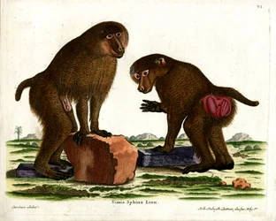 Guinea Baboon (barevná rytina)