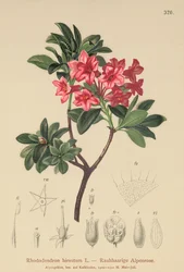 Alpenrose vlasatá (Rhododendron hirsutum)