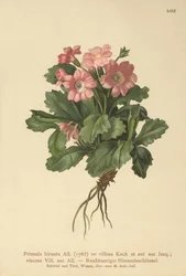 Prvosenka chlupatá (Primula hirsuta)