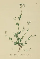 Hallers Wall-cress (arabský Haller)