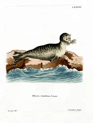 Harbour Seal (barevné rytí)