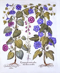Harebell a Convovulus, od Hortus Eystettensis, Basil Besler (1561-1629), hospoda. 1613 (ručně kolorovaná rytina)