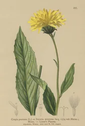 Jestřábí vous (Crepis bocconi, Crepis pontana, Crepis montana, Hieracium montanum, Soyeria montana)