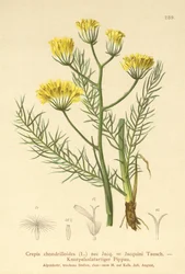 Jestřábní vous (Crepis chondrilloides)