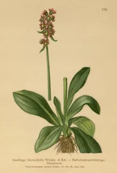 Jestřábník lomikámen (Saxifraga hieraciifolia)