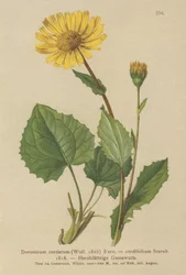 Levhart srdčitý (Doronicum cordatum, Doronicum cordifolium, Aronicum cordatum)