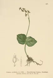 Čepel srdčitá (Listera cordata, Listera cordifolia, Neottia cordata)