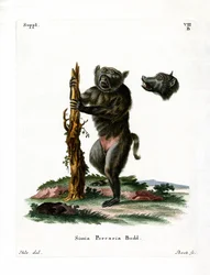 Pavián prasečí (barevná rytina)