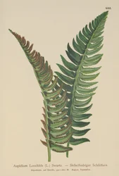 Kapradina (Aspidium Lonchitis, Polystichum lonchitis)