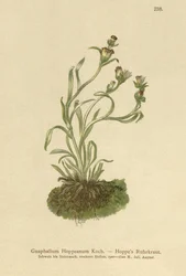 Chmel obecný (Gnaphalium Hoppeanum, Omalotheca hoppeana)