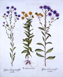 HorseweedButterweedFleabane a European Michaelmas Daisies, od Hortus Eystettensis, Basil Besler (1561-1629), hospoda. 1613 (ručně kolorovaná rytina)