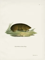 Hottentot Golden Mole (barevná rytina)