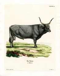 Maďarský stepní skot (barevná rytina)