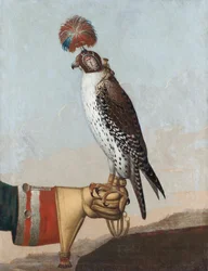 Islandský gerfalcon, 1759