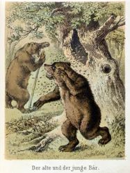 Ilustrace pohádek Franze Hoffmanna „“Pohádky a bajky – Mladý medvěd a starý medvěd““: mladý medvěd napadený včelami. Chromolitografie 19. století.