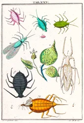 Ilustrace zobrazující různé zahradní škůdce, Musement Microscopique, 1764 (barevná rytina)