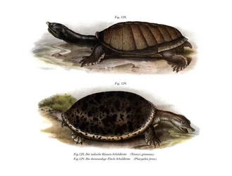 Indická želva s krunýřem (barva litho)