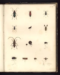 Insecta, Pl. XVI, ilustrace ze Sbírky pozorování zoologie a srovnávací anatomie, provedených v Atlantském oceánu, ve vnitrozemí nového kontinentu a v Jižním moři v průběhu let 179