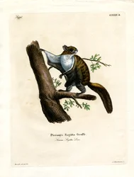Javan Flying Squirrel (barevná rytina)