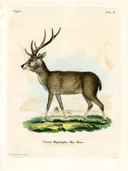 Javan Rusa (barevná rytina)