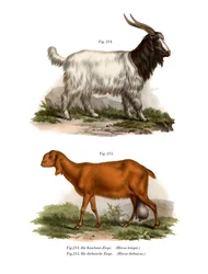 Kašmírská koza, 1860