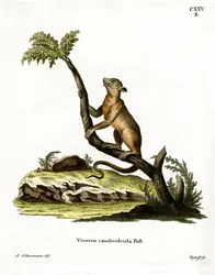 Kinkajou (barevné rytí)