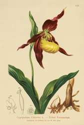 Pantoflíček pantoflíček (Cypripedium Calceolus)