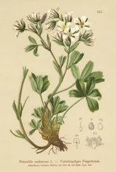 Mochna laxní (Potentilla caulescens)