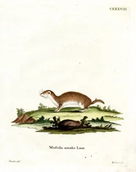 Least Weasel (barevné rytí)