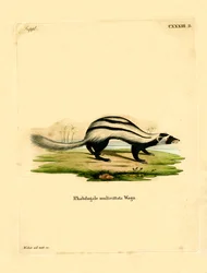 Libyjská lasice pruhovaná (barevná rytina)