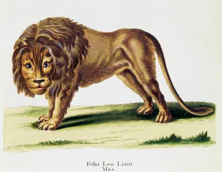 Lev (Felis leo), ze Savců ilustrovaných z přírody s popisy, od Johanna Christiana Daniela von Schreber (1739-1810), rytina od H I Tisroff, svazek 3, tabulka 97-A, Německo