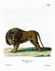 Lev (barevná rytina)
