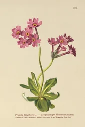 Prvosenka dlouhokvětá (Primula longiflora)
