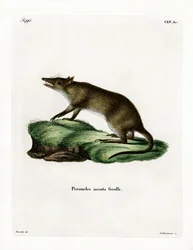 Bandicoot s dlouhým nosem (barevná rytina)