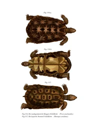 Madagaskarská pavoučí želva (barva lito)