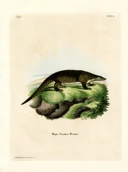 Malayan Pangolin (barevná rytina)