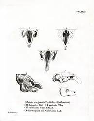 Manatee Skulls (barevná rytina)