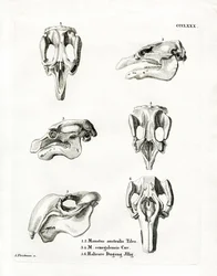 Manatee Skulls (barevná rytina)