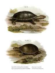 Mexická obrovská pižmová želva (barva litho)