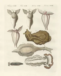 Měkkýši (barevné rytí)