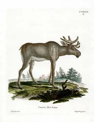 Los (barevné rytí)