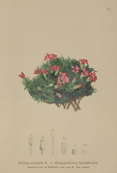 Moss Campion (Silene acaulis)