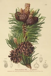 Borovice horská (Pinus montana, Pinus mugo)