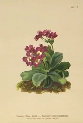 Primula horská (Primula villosa)