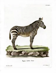 Mountain Zebra (barevná rytina)